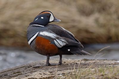Harlequin duck - Histrionicus histrionicus