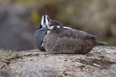 Harlequin duck - Histrionicus histrionicus