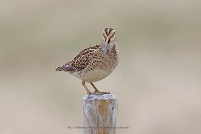 Common snipe - Gallinago gallinago