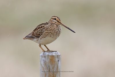 Common snipe - Gallinago gallinago
