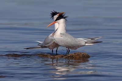 Elegant Tern- Thalasseus elegans