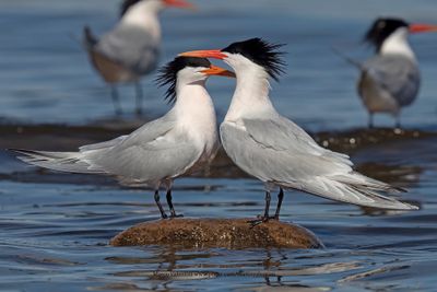 Elegant Tern- Thalasseus elegans