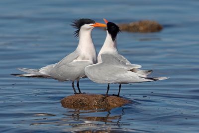 Elegant Tern- Thalasseus elegans