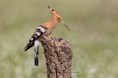 Hoopoe - Upupa epops