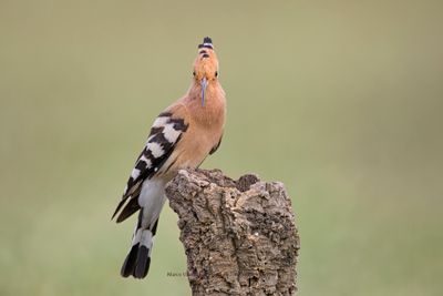 Hoopoe - Upupa epops