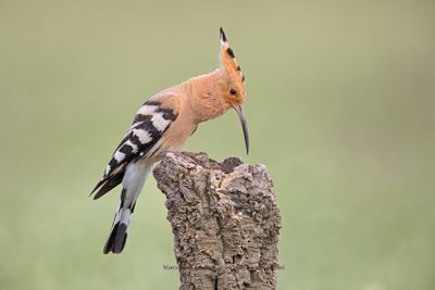 Hoopoe - Upupa epops
