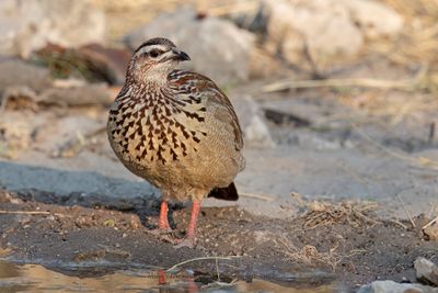 Crested francolin - Francolinus sephaena