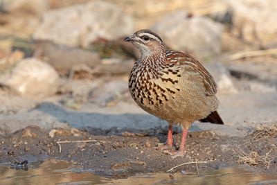 Crested francolin - Francolinus sephaena