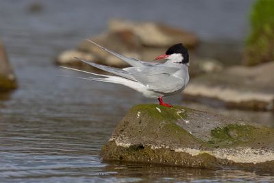 Arctic tern - Sterna paradisea
