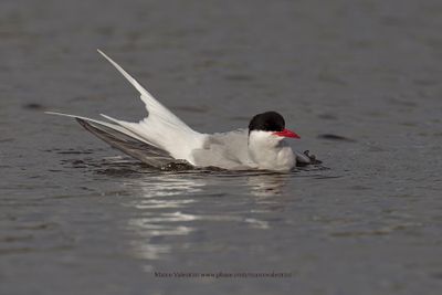 Arctic tern - Sterna paradisea
