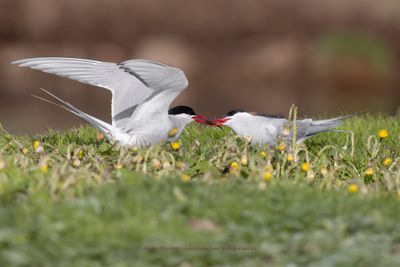 Arctic tern - Sterna paradisea