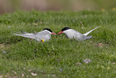 Arctic tern - Sterna paradisea