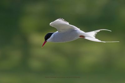 Arctic tern - Sterna paradisea