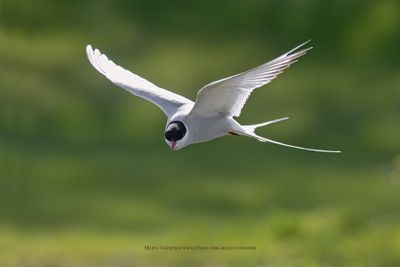 Arctic tern - Sterna paradisea