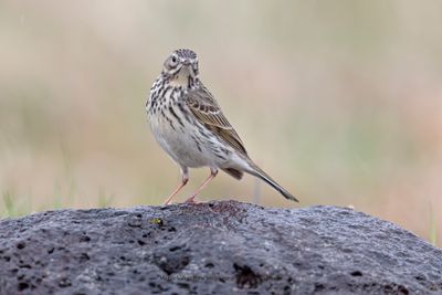 Meadow pipit - Anthus pratensis