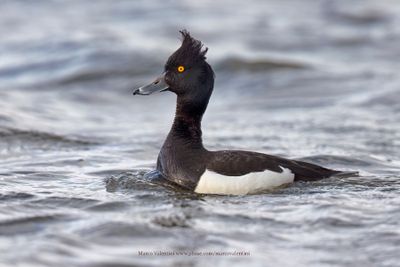 Tufted duck - Aythya fuligula
