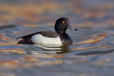 Tufted duck - Aythya fuligula