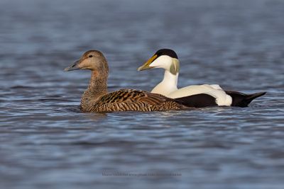 Common Eider - Somateria mollissima