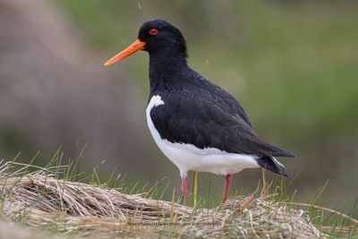 Eurasian Oystercatcher - Haematopus ostralegus
