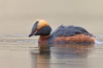Slavonian grebe - Podiceps auritus
