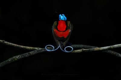 g13/32/1250632/3/175020775.6403fa7a.JPEG