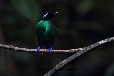 g13/32/1250632/3/175020776.d9c059a8.JPEG