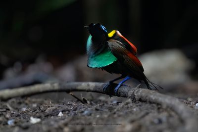 g13/32/1250632/3/175020779.7d2dc6fe.JPEG
