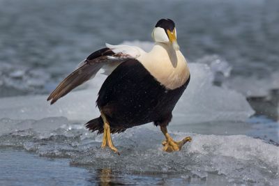 Common Eider - Somateria mollissima