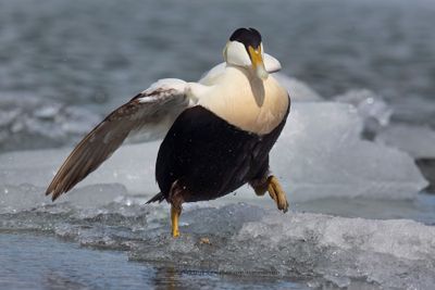 Common Eider - Somateria mollissima