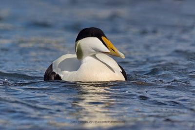Common Eider - Somateria mollissima