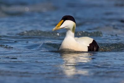 Common Eider - Somateria mollissima