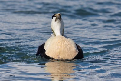 Common Eider - Somateria mollissima