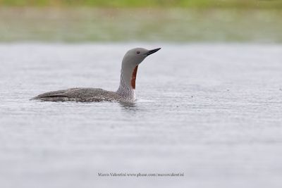 Red-throated Loon - Gavia stellata