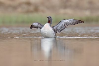 Red-throated Loon - Gavia stellata