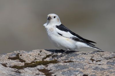 Snow bunting - Plectrophenax nivalis