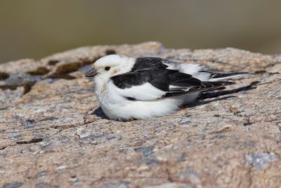 Snow bunting - Plectrophenax nivalis