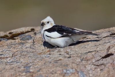 Snow bunting - Plectrophenax nivalis