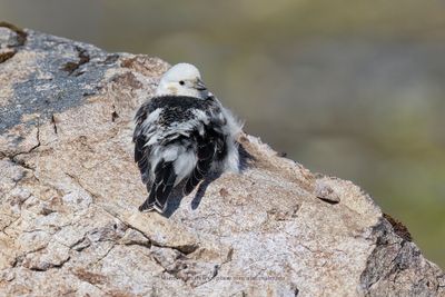 Snow bunting - Plectrophenax nivalis