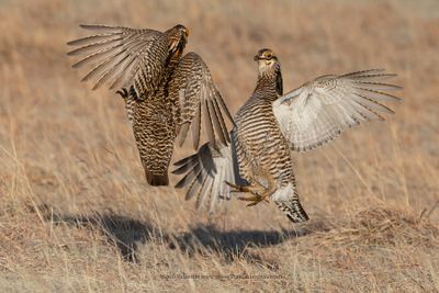 Greater Prairie Chicken - Tympanuchus cupido