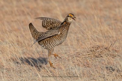 Greater Prairie Chicken - Tympanuchus cupido