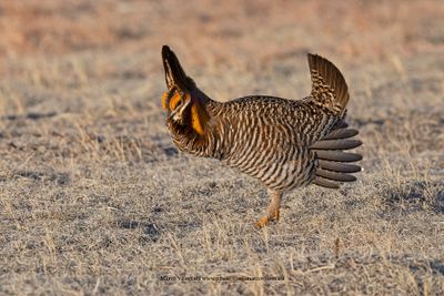 Greater Prairie Chicken - Tympanuchus cupido