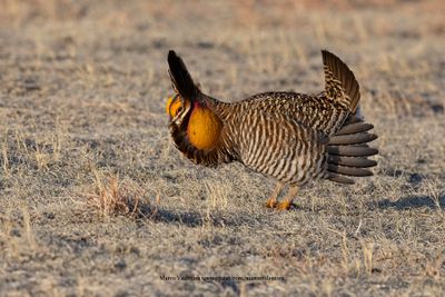 Greater Prairie Chicken - Tympanuchus cupido
