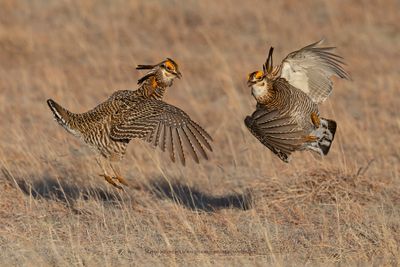 Greater Prairie Chicken - Tympanuchus cupido
