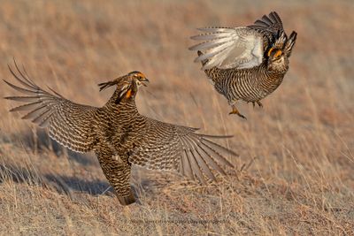 Greater Prairie Chicken - Tympanuchus cupido