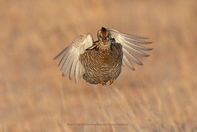 Greater Prairie Chicken - Tympanuchus cupido