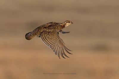 Greater Prairie Chicken - Tympanuchus cupido