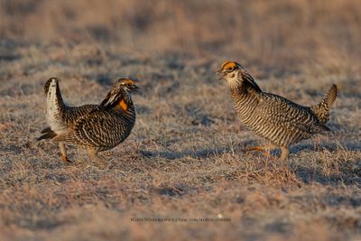 Greater Prairie Chicken - Tympanuchus cupido