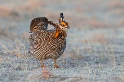 Greater Prairie Chicken - Tympanuchus cupido
