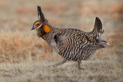 Greater Prairie Chicken - Tympanuchus cupido