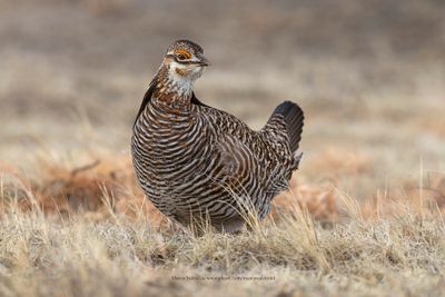 Greater Prairie Chicken - Tympanuchus cupido